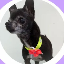 Specialized De-Shedding Treatment