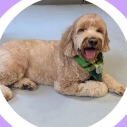 Pet Spa & Relaxation Package