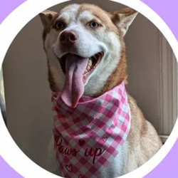 Seasonal Pet Accessories