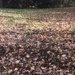 Weed Control & Fertilization 