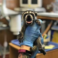 Wildlife Hospital