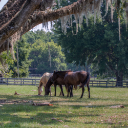 Ranches