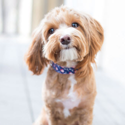 Pet Food Assistance