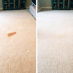 Pet Stain and Odor Removal