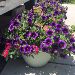 Patio Planters