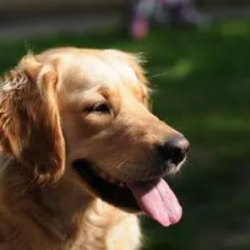 Pet Insurance