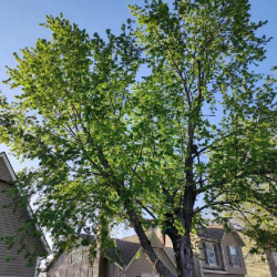 Tree Trimming