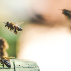 Bee Removal
