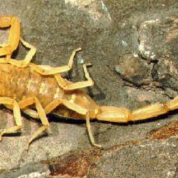 Escrow/Home Owner Termite Inspections