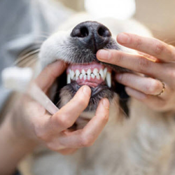 Pet Dental Care And Oral Health