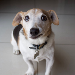 Senior Pet Care