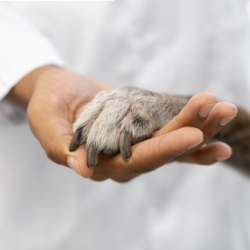Pet Hospice Care