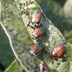 Insect & Disease Control