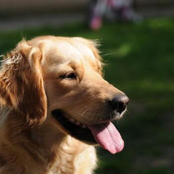 Pet Insurance