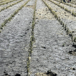 Multi-Peril Crop Insurance