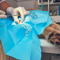 Soft Tissue Surgery
