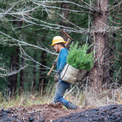 Reforestation