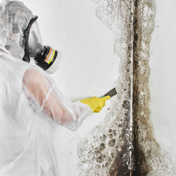 Mold Remediation