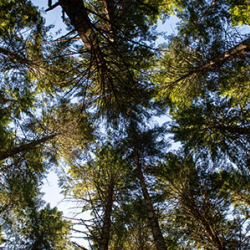 Carbon Sequestration