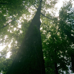 Timber Buying