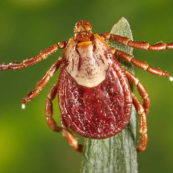 Tick Control Services