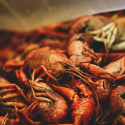 Aquaculture Loans