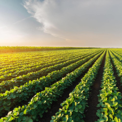 Crop Insurance