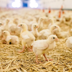 Poultry Loans