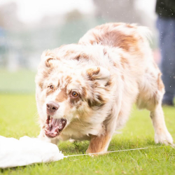 Puppy Training Support