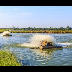 Aquaculture Feeds