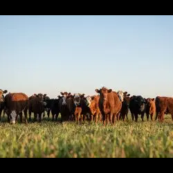 Cattle Feed