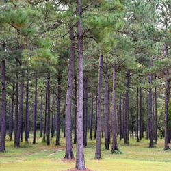 Timber Loans