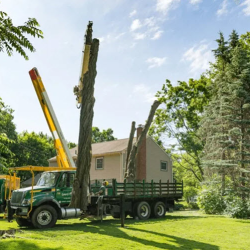 Tree Removal Services 