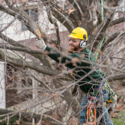 Tree Trimming & Pruning Services