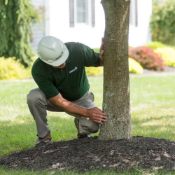 Tree Health Inspection Services & Treatment