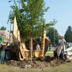 Residential Tree Planting & Transplanting Services