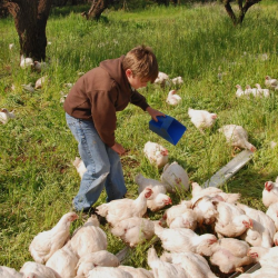  Animal Feed Additive