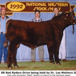 Shorthorn Cattle