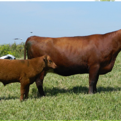 Shorthorn Cow Familes