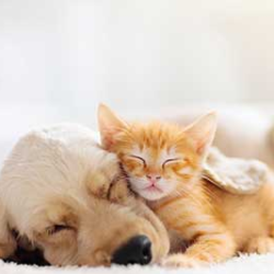 Puppy & Kitten Care