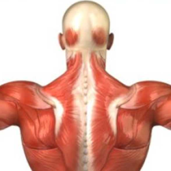 Sports Massage Clinic