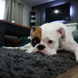 Salt Lake City Carpet Cleaning 