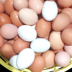 Fresh Pasture Eggs