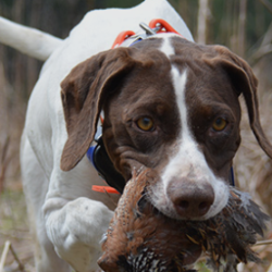 Hunting Dog Collars & Dog Training Collars