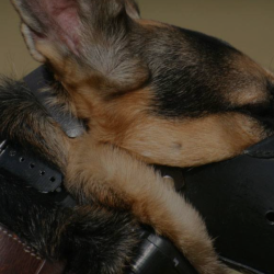 Working Dog Collars & Police Dog Collars