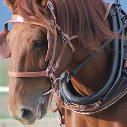 Shop Horse Harness