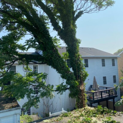Tree Services