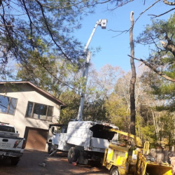 Tree Removal