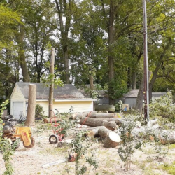 Wood Removal