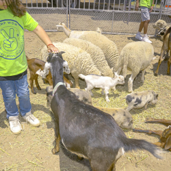 Animal Therapy